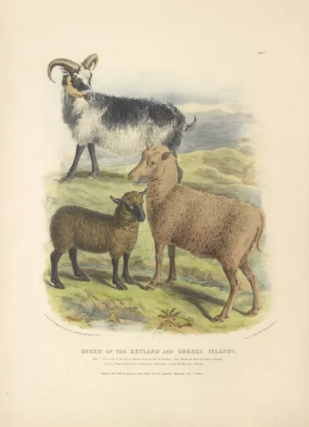 The Breed of the Zetland and Orkney Islands av David Low