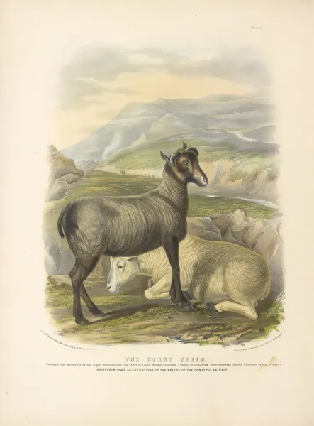 The Kerry Breed av David Low