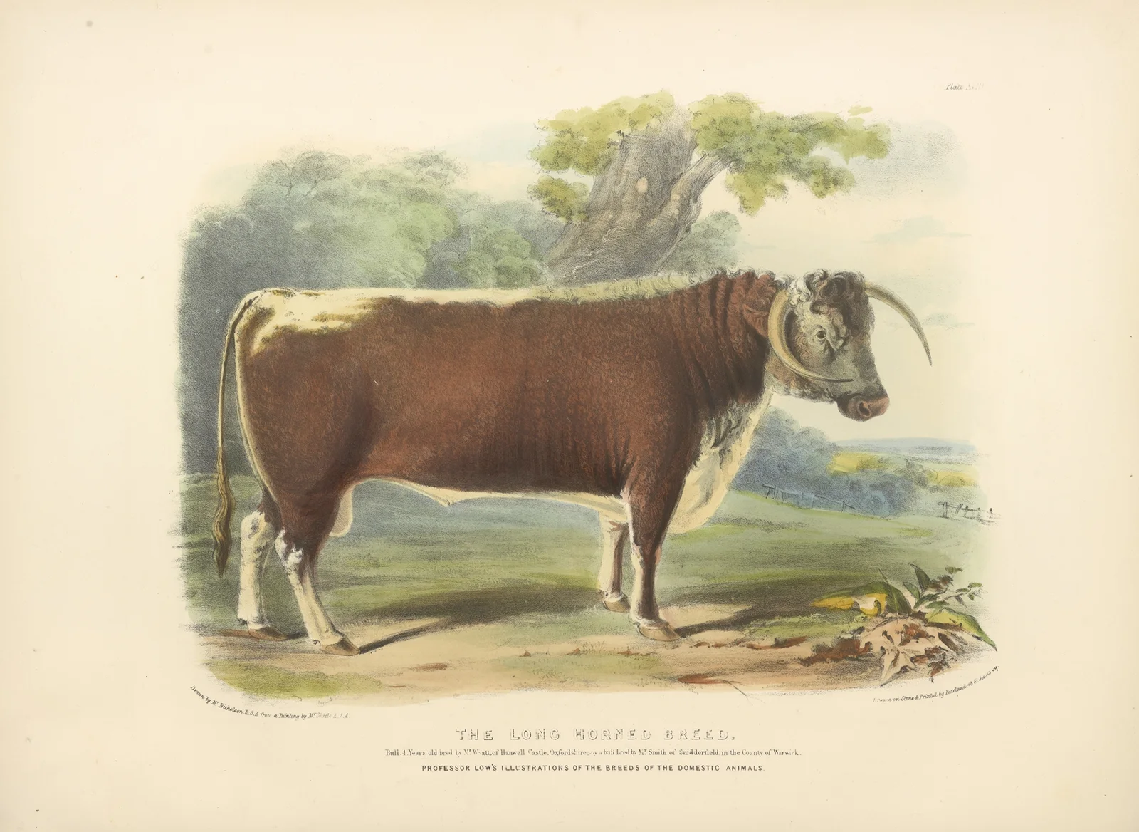 The Long-Horned Breed av David Low