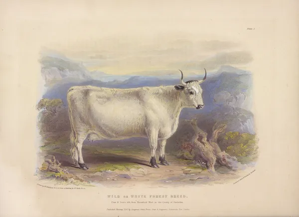 The Wild or White Forest Breed av David Low