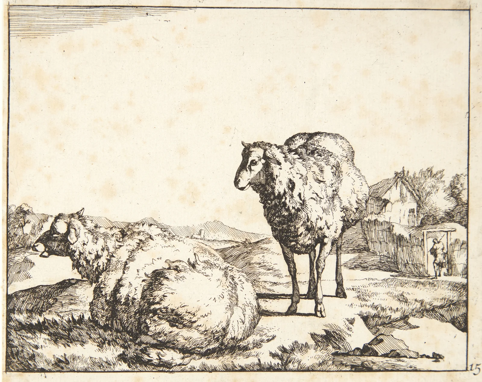 Stående og liggende får av Marcus de Bye