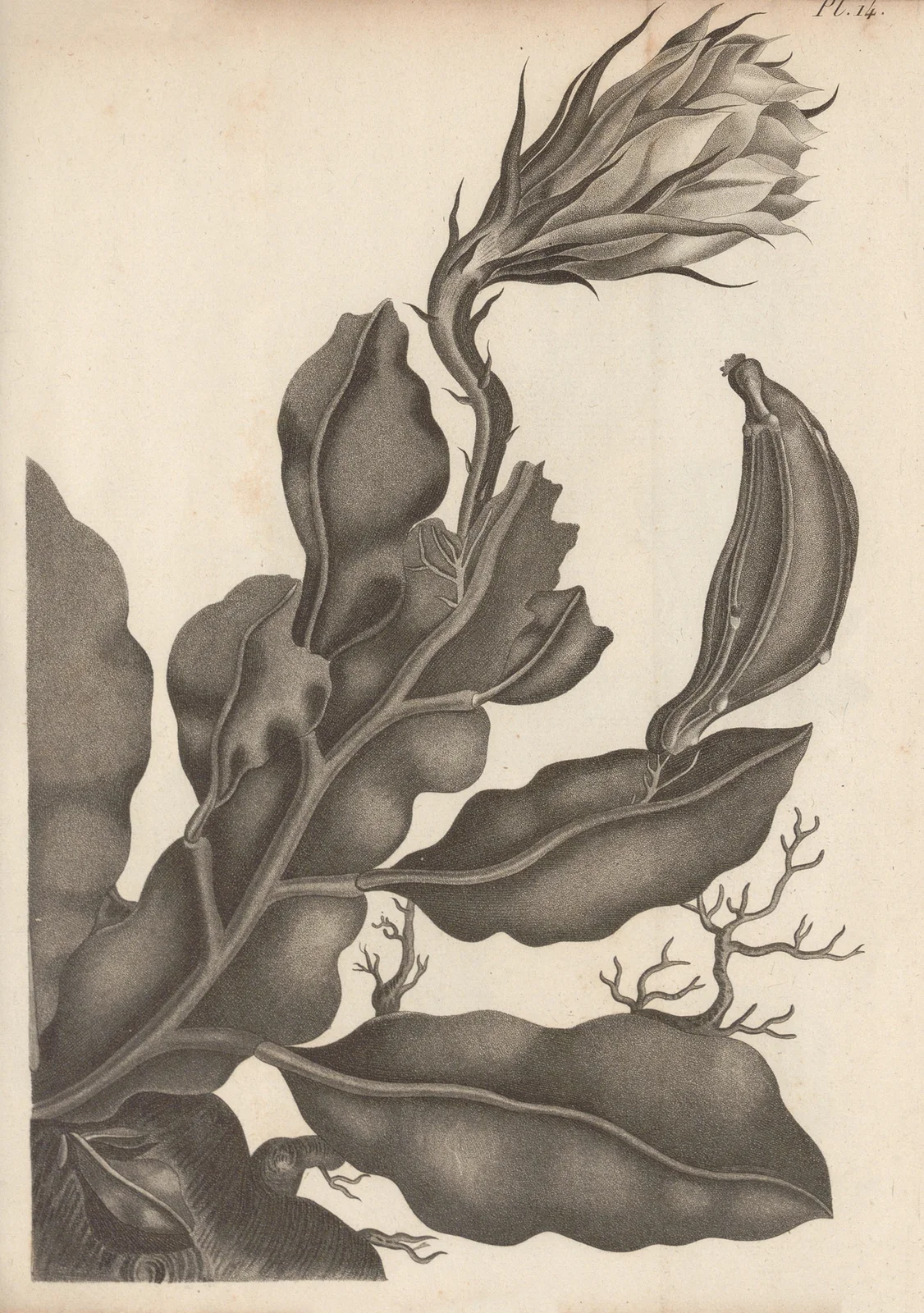 Cereus oxypetalus av Augustin Pyramus de Candolle