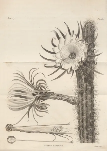 Cereus repandus av Augustin Pyramus de Candolle