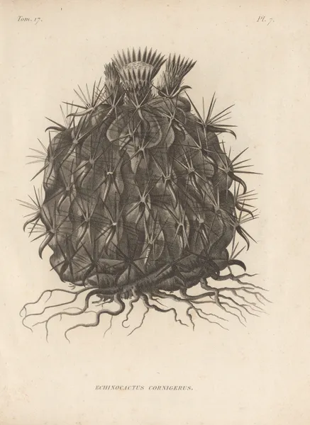 Echinocactus cornigerus av Augustin Pyramus de Candolle