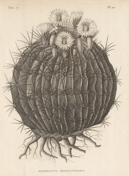 Echinocactus melocactiformis av Augustin Pyramus de Candolle