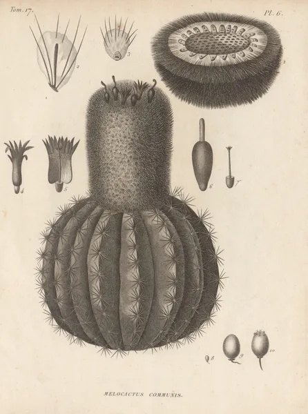 Melocactus communis av Augustin Pyramus de Candolle