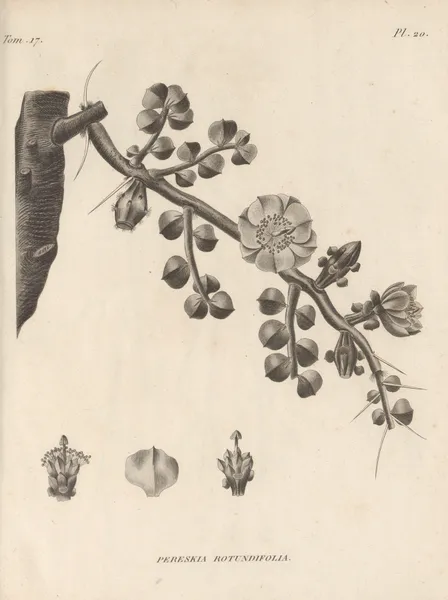 Pereskia rotundifolia av Augustin Pyramus de Candolle