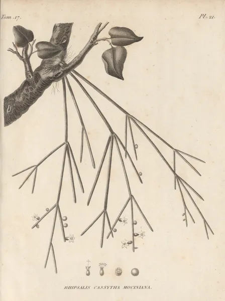 Rhipsalis cassytha mociniana av Augustin Pyramus de Candolle