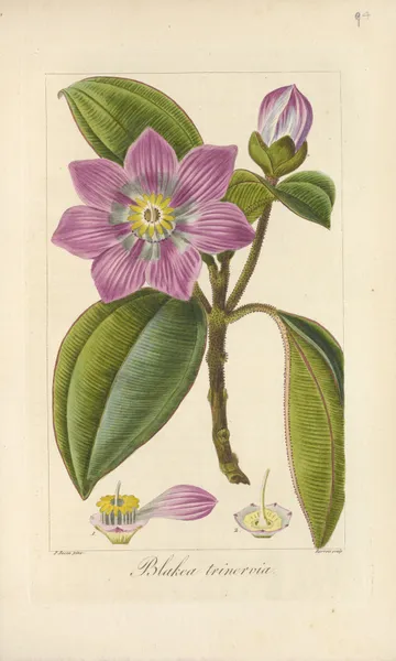 Blakea trinervia av Jean Claude Michel Mordant de Launay