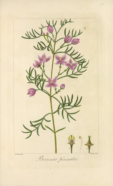 Boronia pinnata av Jean Claude Michel Mordant de Launay