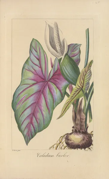 Caladium bicolor av Jean Claude Michel Mordant de Launay