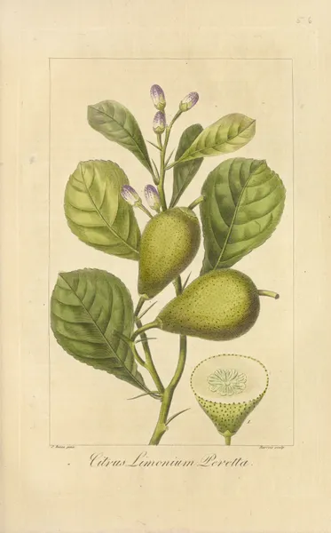 Citrus limonium peretta av Jean Claude Michel Mordant de Launay