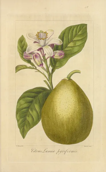 Citrus lumia pyriformis av Jean Claude Michel Mordant de Launay
