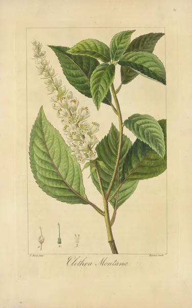 Clethra montana av Jean Claude Michel Mordant de Launay