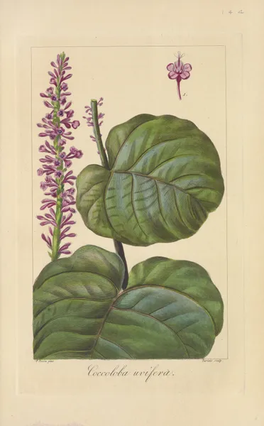 Coccoloba uvifera av Jean Claude Michel Mordant de Launay