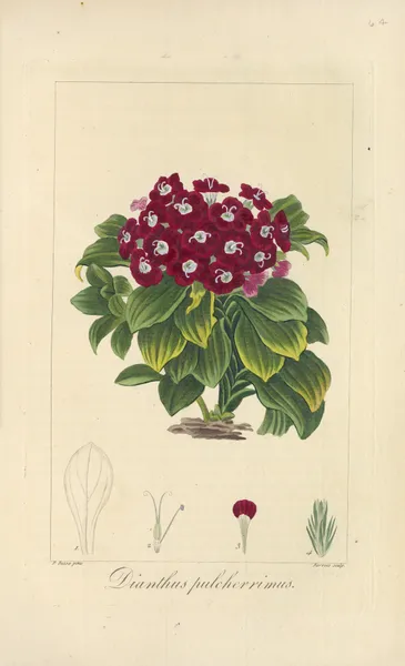 Dianthus pulcherrimus av Jean Claude Michel Mordant de Launay