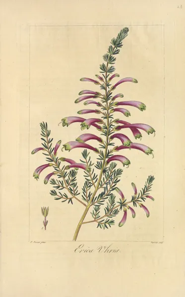 Erica uhria av Jean Claude Michel Mordant de Launay