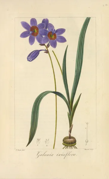 Galaxia ixiæflora av Jean Claude Michel Mordant de Launay