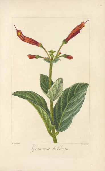 Gesneria bulbosa av Jean Claude Michel Mordant de Launay