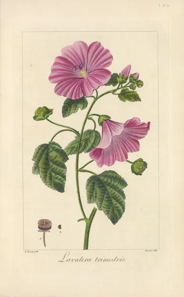 Lavatera trimestris av Jean Claude Michel Mordant de Launay