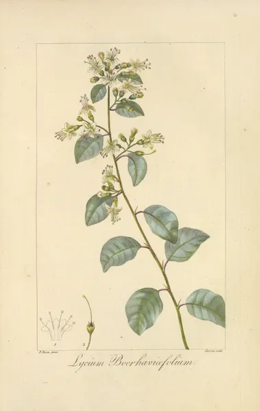 Lycium boerhaviæfolium av Jean Claude Michel Mordant de Launay