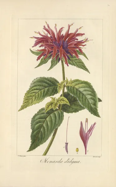 Monarda didyma av Jean Claude Michel Mordant de Launay