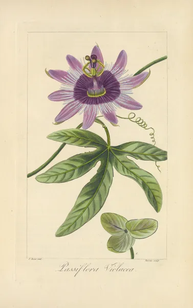 Passiflora violacea av Jean Claude Michel Mordant de Launay