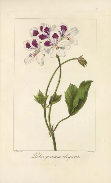 Pelargonium elegans av Jean Claude Michel Mordant de Launay