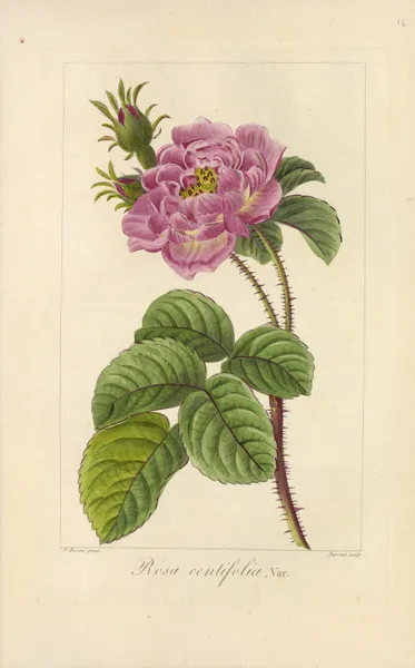Rosa centifolia av Jean Claude Michel Mordant de Launay