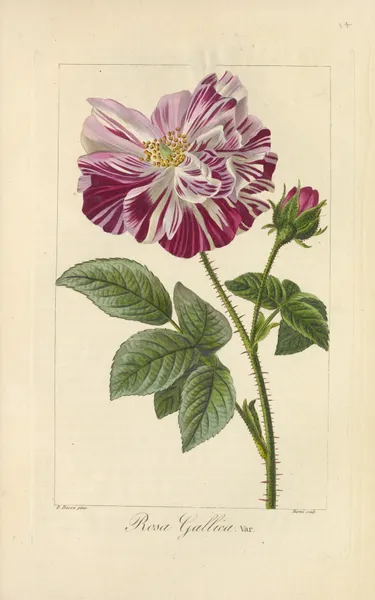 Rosa gallica av Jean Claude Michel Mordant de Launay