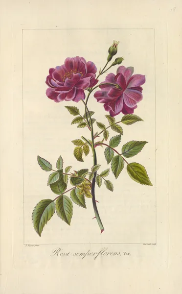 Rosa semperflorens av Jean Claude Michel Mordant de Launay