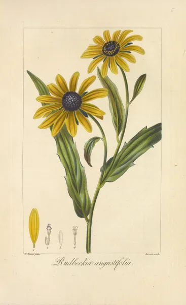 Rudbeckia angustifolia av Jean Claude Michel Mordant de Launay