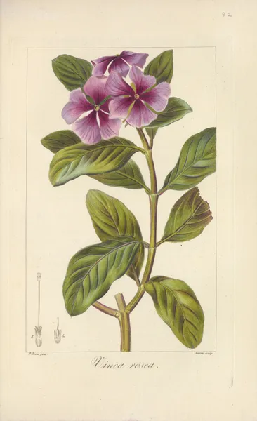 Vinca rosea av Jean Claude Michel Mordant de Launay
