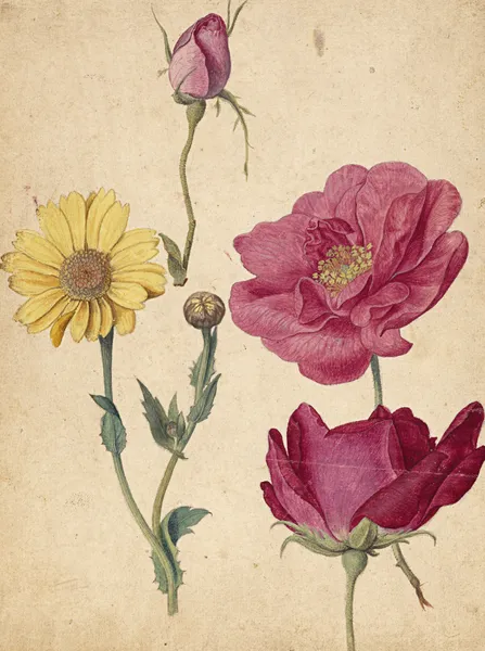 A Sheet of Studies with French Roses and an Oxeye Daisy av Jacques Le Moyne de Morgues