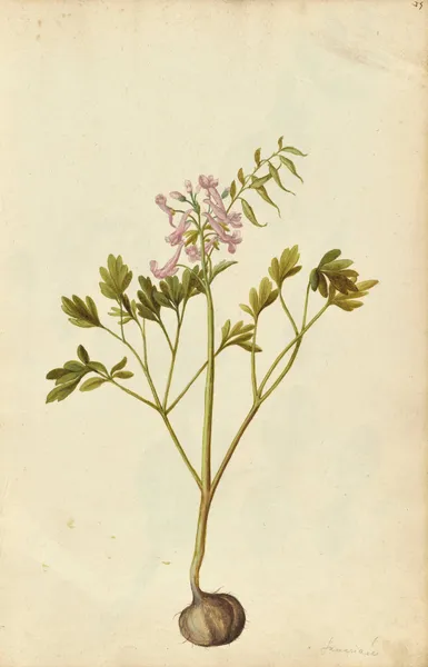 Corydalis solida av Jacques Le Moyne de Morgues