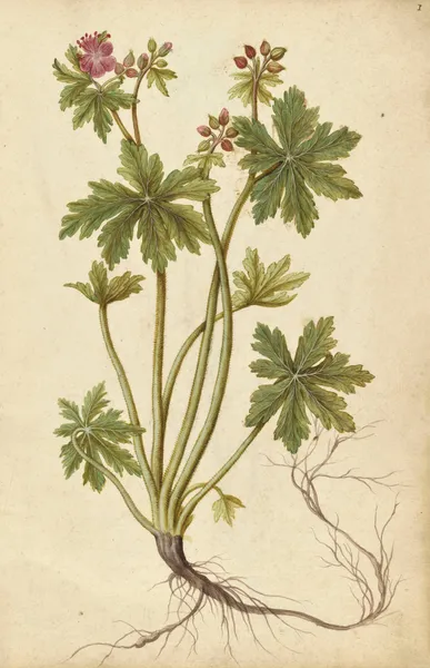 Geranium sylvaticum. Wood cranesbill av Jacques Le Moyne de Morgues