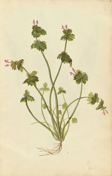Lamium amplexicaule. Henbit av Jacques Le Moyne de Morgues
