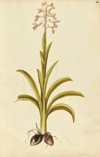 Orchis mascula (possibly Orchis laxiflora). Early purple orchid av Jacques Le Moyne de Morgues