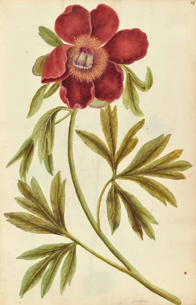 Paeonia mascula. Peony av Jacques Le Moyne de Morgues