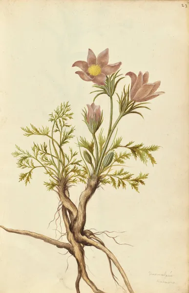 Pulsatilla vulgaris. Pasque flower av Jacques Le Moyne de Morgues