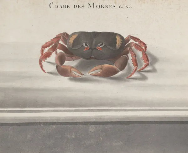 Natural history of Saint Domingue Pl.122 av René de Rabié
