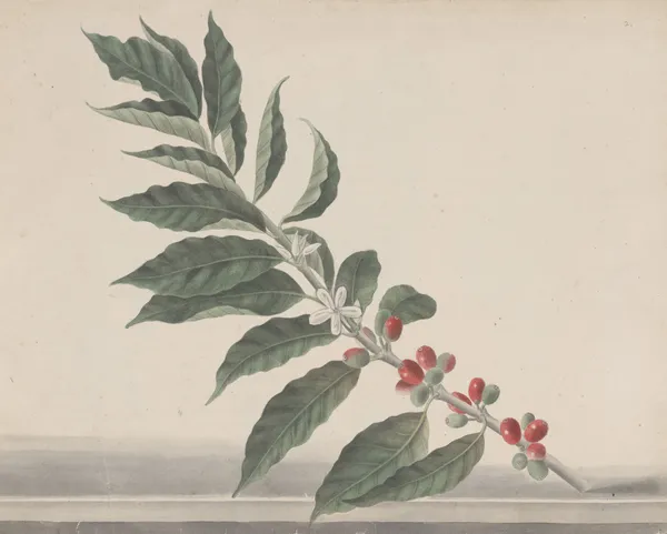 Natural history of Saint Domingue Pl.134 av René de Rabié