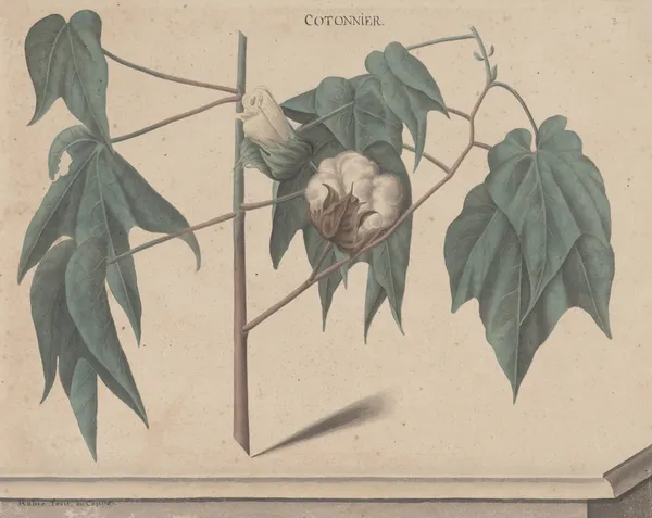Natural history of Saint Domingue Pl.135 av René de Rabié