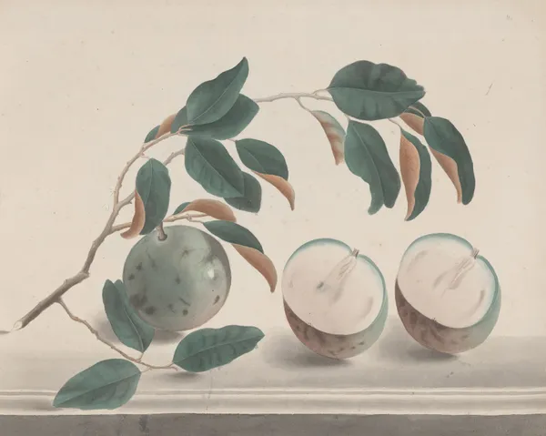 Natural history of Saint Domingue Pl.142 av René de Rabié