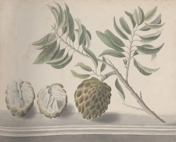 Natural history of Saint Domingue Pl.153 av René de Rabié