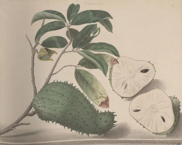Natural history of Saint Domingue Pl.154 av René de Rabié