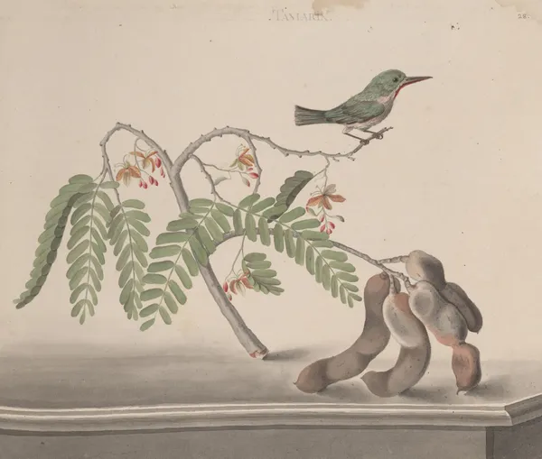 Natural history of Saint Domingue Pl.159 av René de Rabié