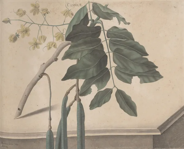 Natural history of Saint Domingue Pl.162 av René de Rabié