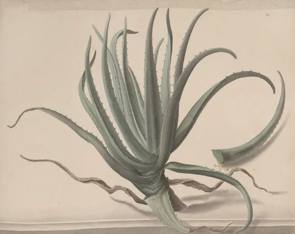 Natural history of Saint Domingue Pl.163 av René de Rabié