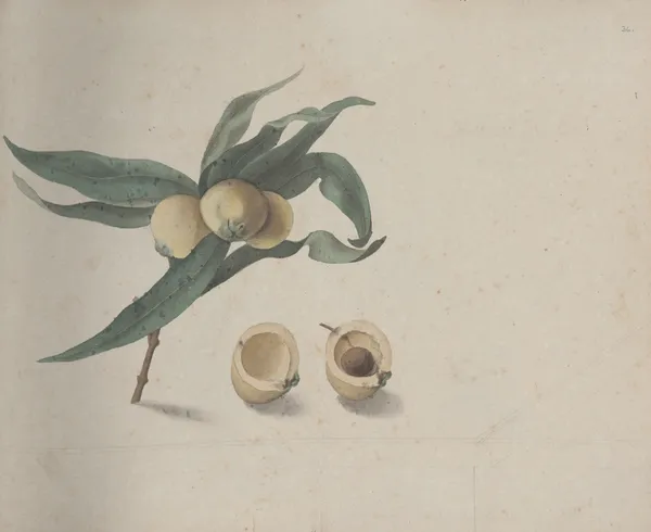 Natural history of Saint Domingue Pl.167 av René de Rabié
